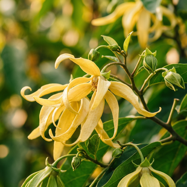 Ylang-Ylang